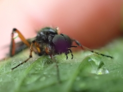 Bibio palliatus
