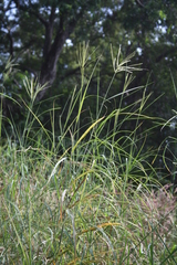 Chloris robusta