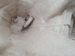 Agriphila straminella