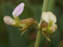 Ophrestia oblongifolia