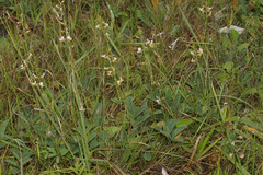 Ophrestia oblongifolia