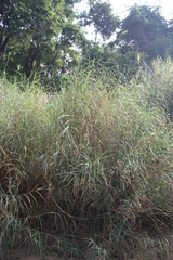 Chloris robusta
