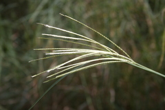 Chloris robusta