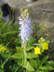 Veronica daurica