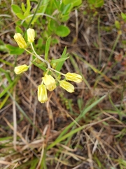Asclepias pedicellata image