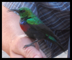 Cinnyris mariquensis