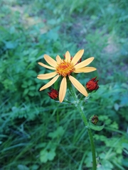 Tephroseris porphyrantha