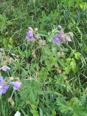 Geranium pratense