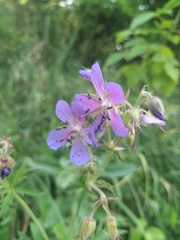 Geranium pratense