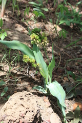 Chlorophytum blepharophyllum
