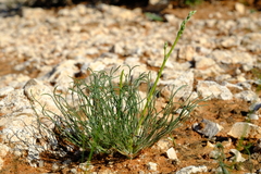 Trachyandra flexifolia