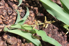 Chlorophytum blepharophyllum