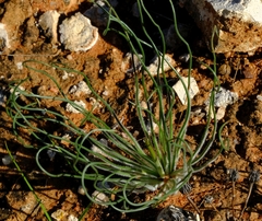 Trachyandra flexifolia