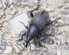 Sphenophorus striatopunctatus