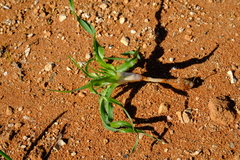 Moraea falcifolia
