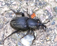 Sphenophorus striatopunctatus