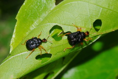 Paroplapoderus tristoides