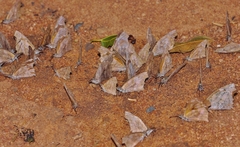 Libythea laius