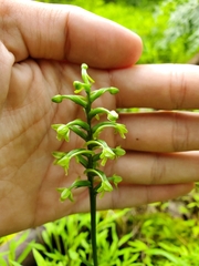 Platanthera clavellata