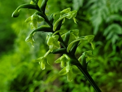 Platanthera clavellata