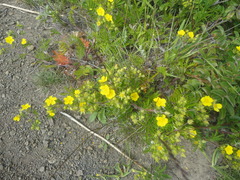 Potentilla chinensis
