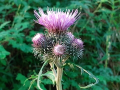 Cirsium alsophilum