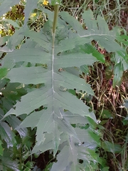 Cirsium alsophilum