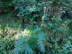 Cirsium alsophilum