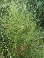 Equisetum arvense