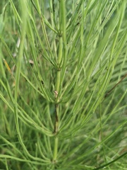 Equisetum arvense