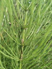 Equisetum arvense