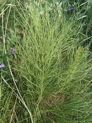 Equisetum arvense