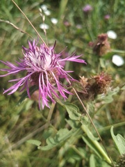 Centaurea