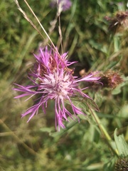 Centaurea