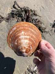 Placopecten magellanicus