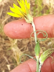 Tragopogon ucrainicus