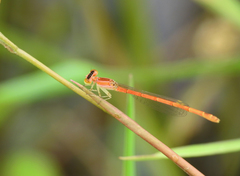 Agriocnemis keralensis