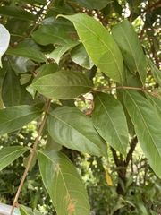 Citharexylum caudatum
