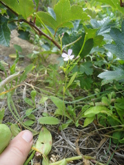 Dontostemon dentatus