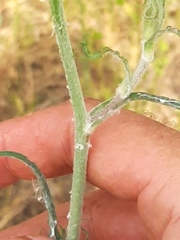 Tragopogon ucrainicus