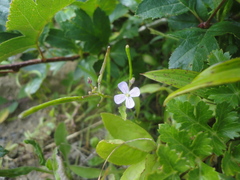 Dontostemon dentatus