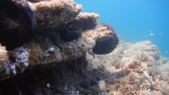 Irciniidae