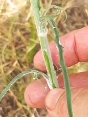 Tragopogon ucrainicus