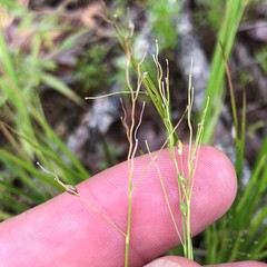 Dichanthelium linearifolium