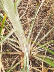 Tragopogon ucrainicus