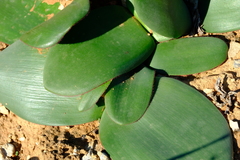 Haemanthus lanceifolius
