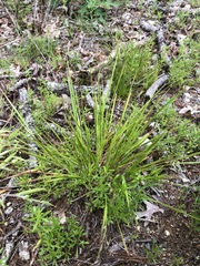 Dichanthelium linearifolium