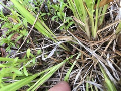 Dichanthelium linearifolium