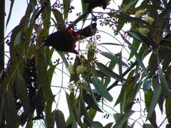 Hypopyrrhus pyrohypogaster