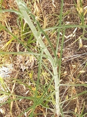 Tragopogon ucrainicus